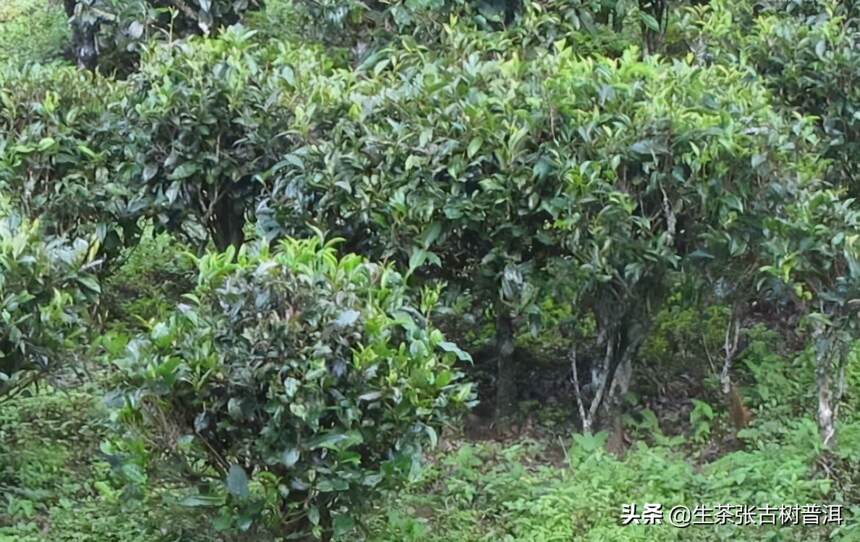 普洱茶树分类大全，普洱茶树的几种分类，一图全解