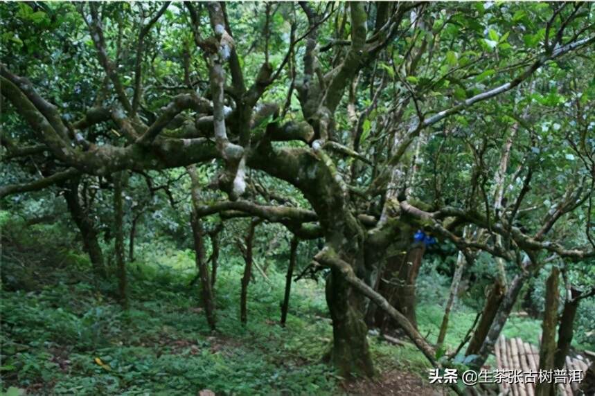 西双版纳勐海县有名的茶山，你知道有哪些吗？