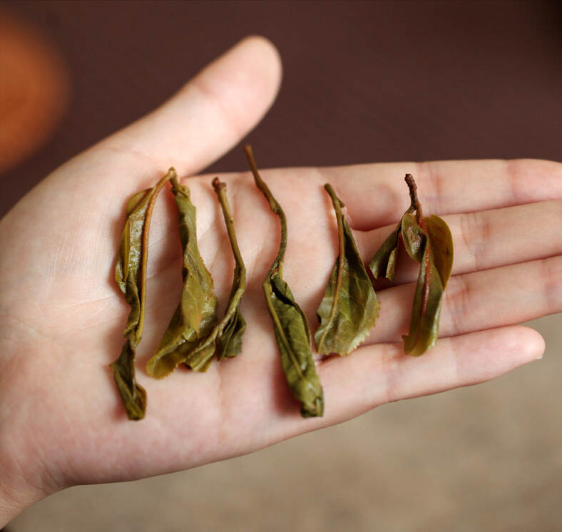 梅子箐、锅底塘、弯腰树3款临沧永德茶的区别是什么？如何分辨？