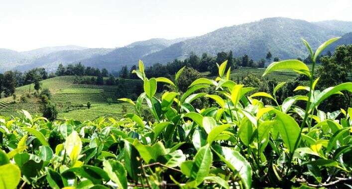 “旱情严重”保茶树重过采鲜叶