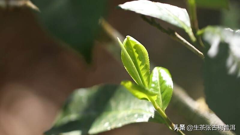 详解：古6大茶山的茶树分布、其普洱茶口感特点如何？（收藏）