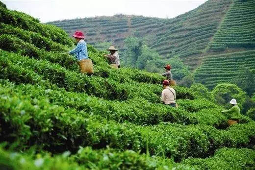 哪些条件决定了勐海可以成为普洱茶第一县？