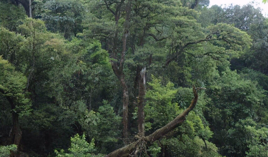 海拔最高、面积最广、密度最大的野生古茶树群落你知道是哪吗？
