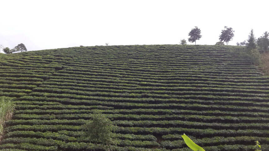 茶难卖！普洱茶产能严重过剩！云南1000万涉茶人口何去何从？
