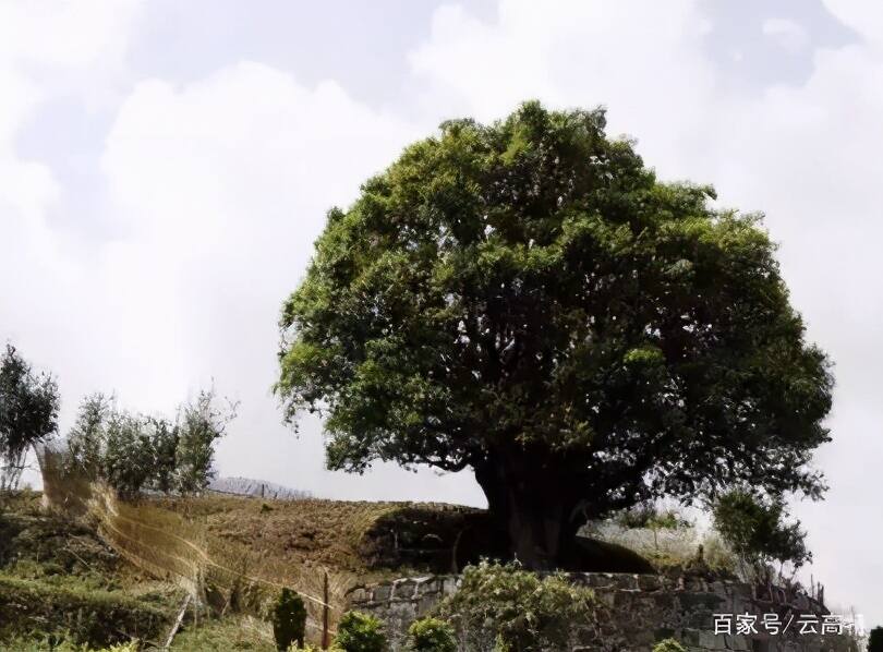 世界上最古老的茶树在哪你知道吗？