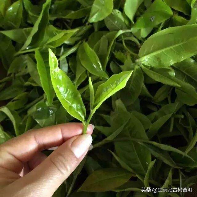 云南西双版纳境内的7大茶马古道，其普洱茶口感滋味怎么样？