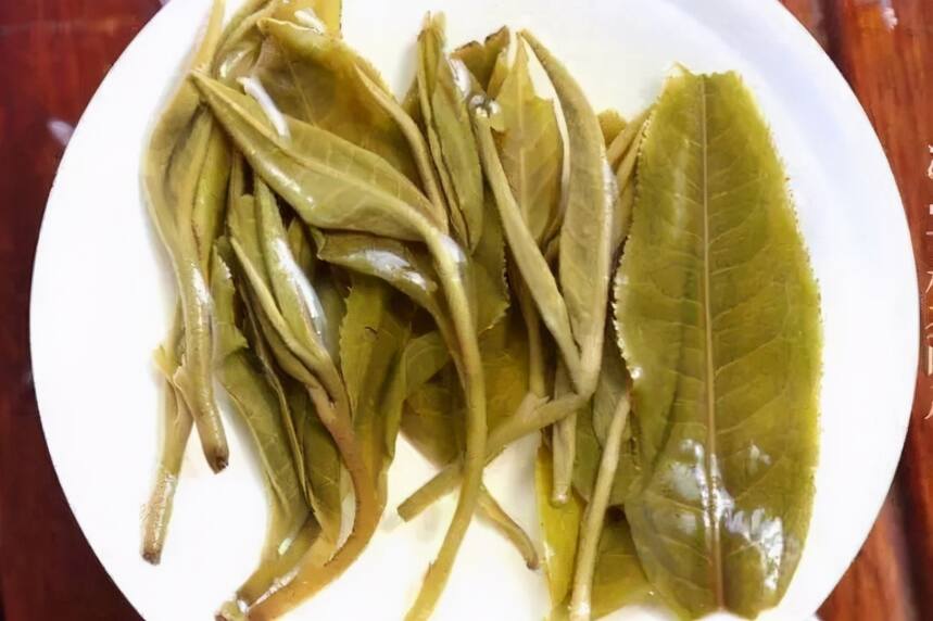 生茶张：看普洱茶叶底也能辨别茶叶的好坏？