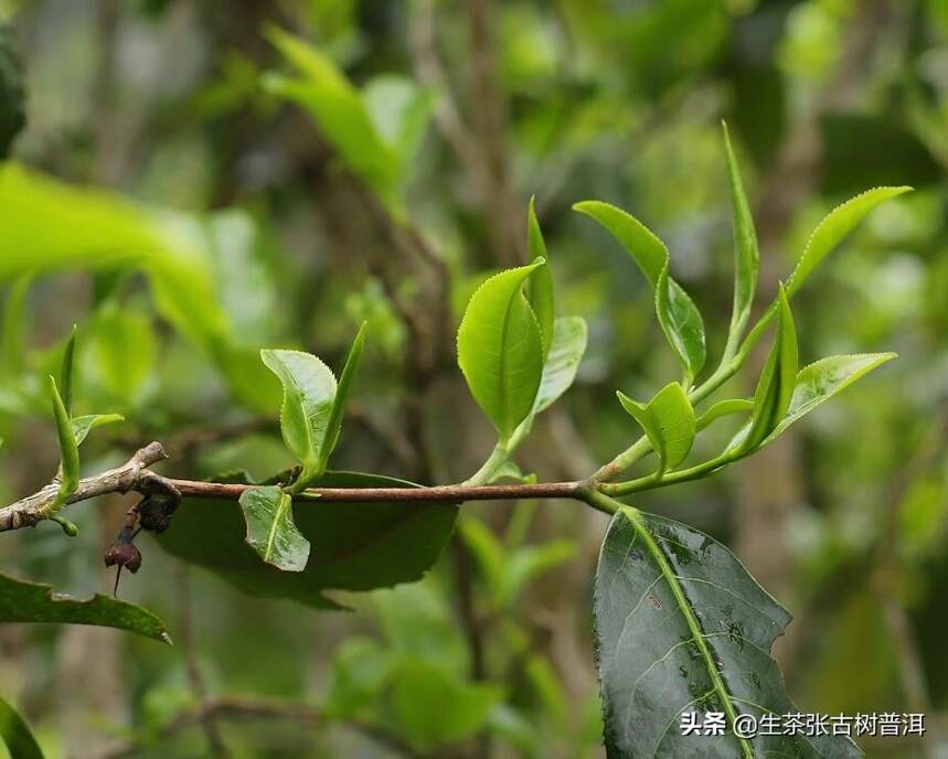 普洱茶树受什么因素影响？生茶张从5个方面谈普洱茶的一山一味