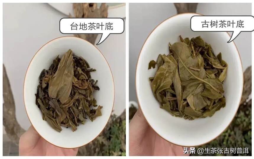 普洱茶生态茶与古树茶有哪些区别？
