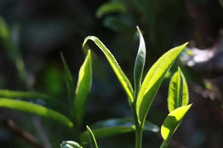 《从云县茶区开始聊聊茶树品种贰·关于品种的研究意义》