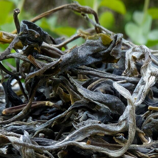 普洱茶界中的“长颈鹿”——高杆古树茶，有什么样的特点？