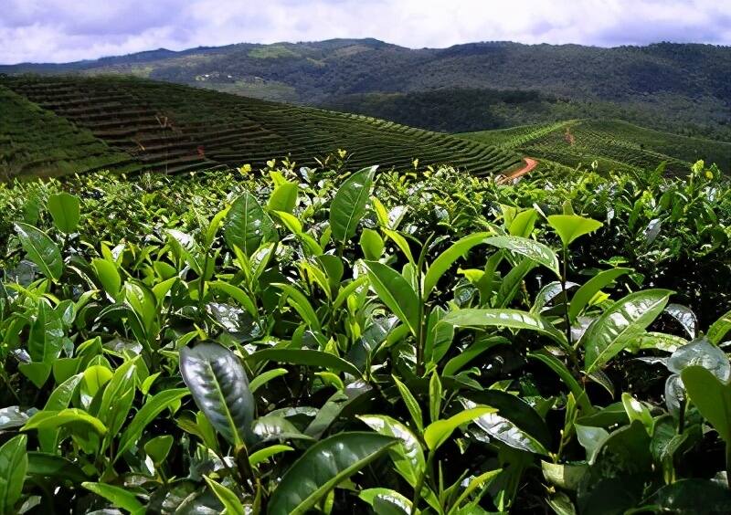 普洱古树茶与台地茶之间有什么不同？