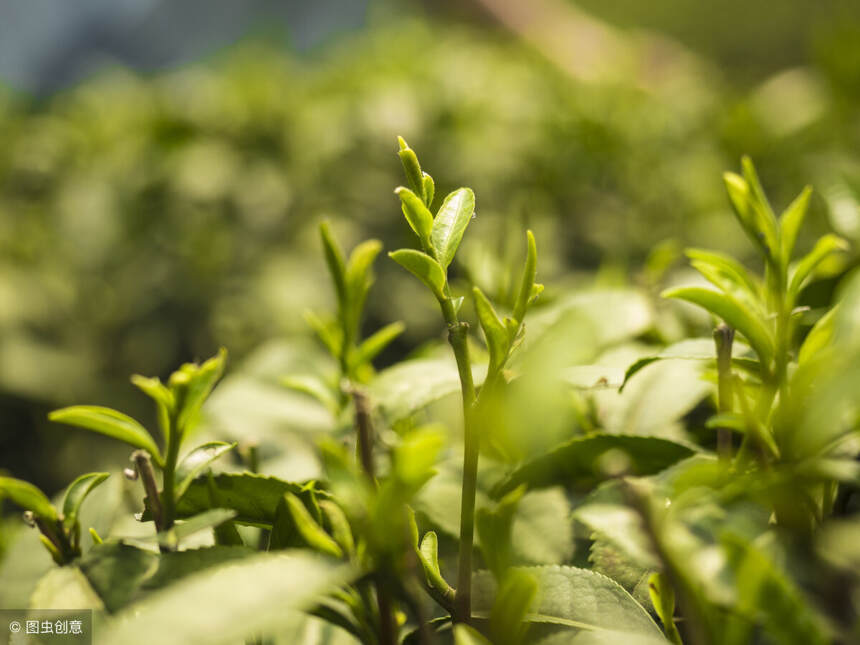 春花烂漫，话绿茶：优质绿茶的5项判断标准