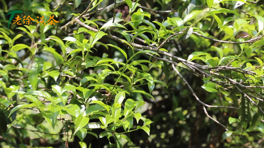 老徐谈茶特别节目：紫芽古树单株树龄大，长势不错！滋味会如何？