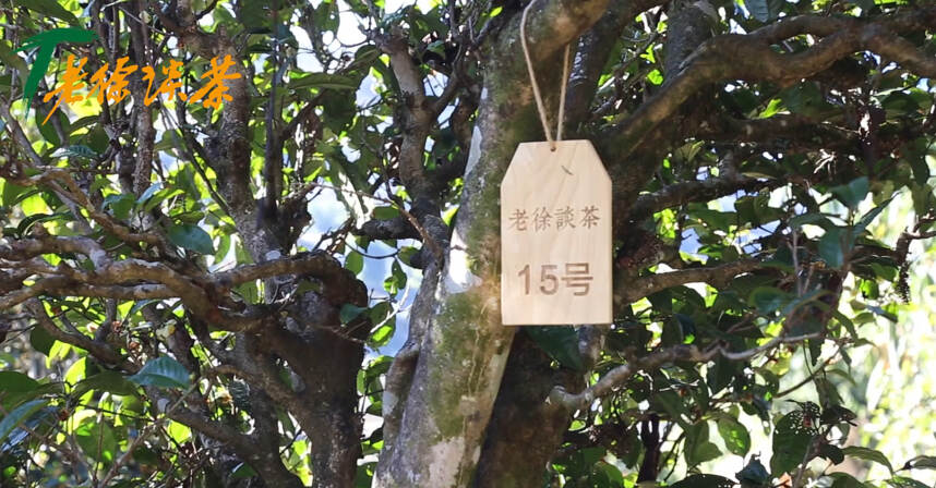 《老徐谈茶》特别节目：烂石中的古茶树，11—20号树已定！—图文