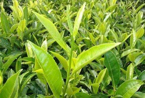 谁说小叶种不算普洱茶？最牛皇家贡茶就是小叶种