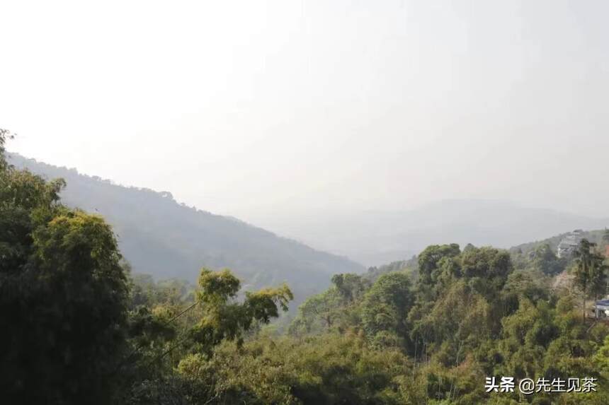 南糯山：800年茶王树，全球古茶第一山