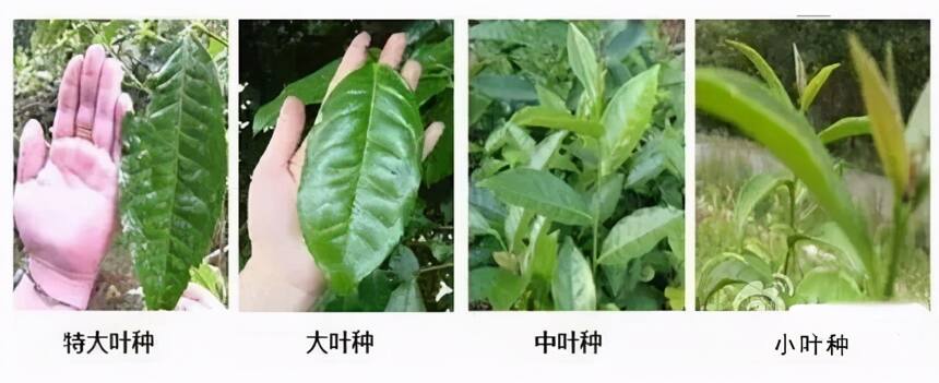 概述：普洱茶大、中、小叶种茶树分布情况及其每个代表茶的特点