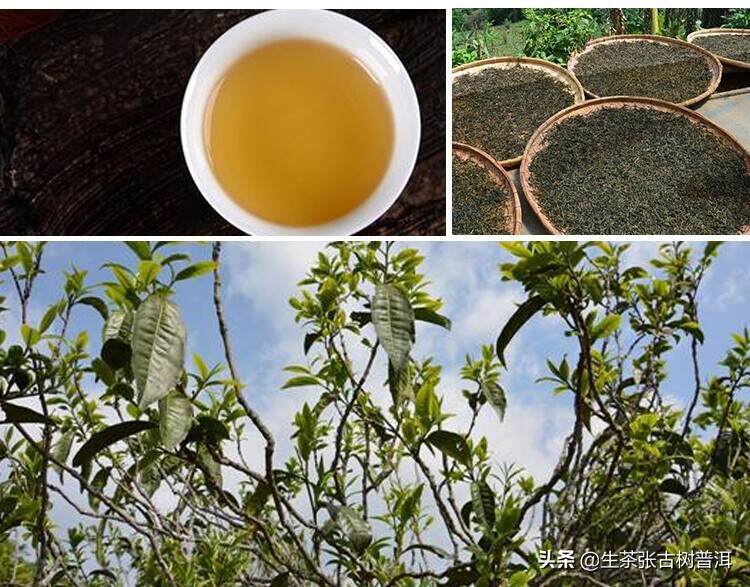 勐库坝糯普洱茶区，双江最古老最大的藤条茶树就在此