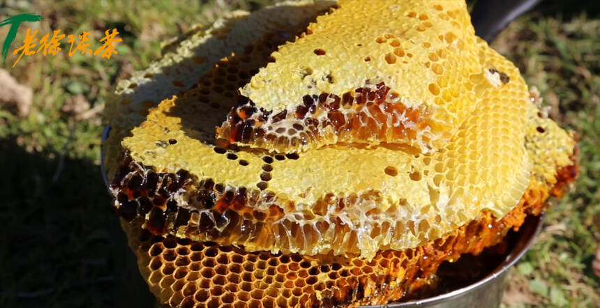《老徐谈茶》第120期：刚采的蜂蜜就吃上了，滋味如何？——图文