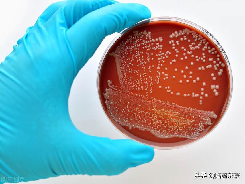 喝一口茶汤会吃进百万细菌！普洱茶上到底有多少微生物？