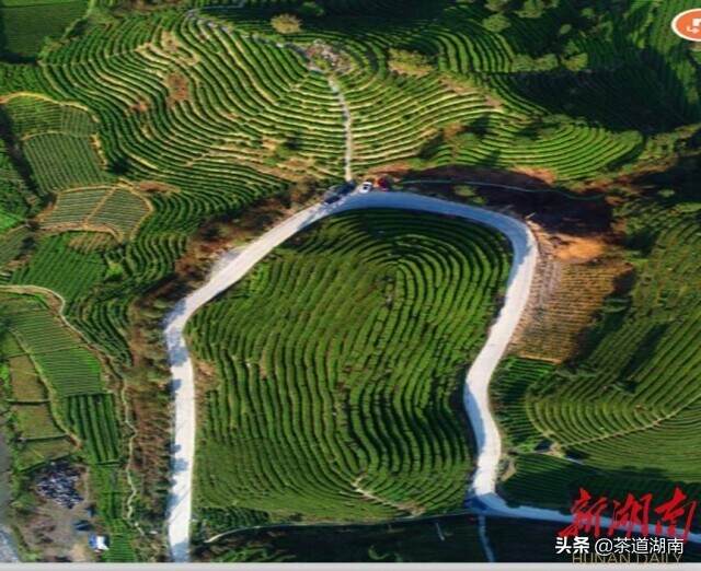 省茶产业专家为湘西州百亿茶产业发展献计献策