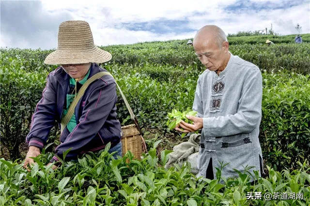 炎陵县：小茶叶开启致富大道湖南茶业