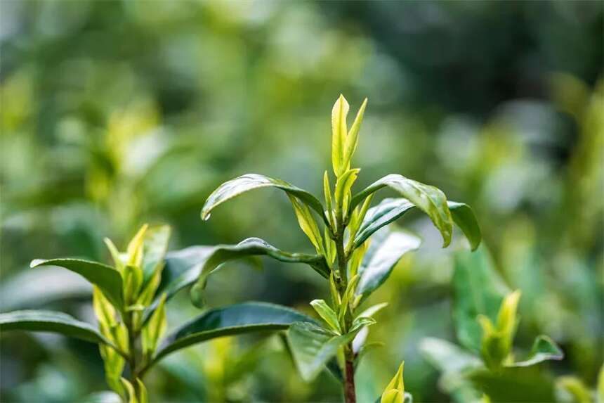 茶中香水？绿茶也可以！这10 种绿茶香型，你闻得出几种？