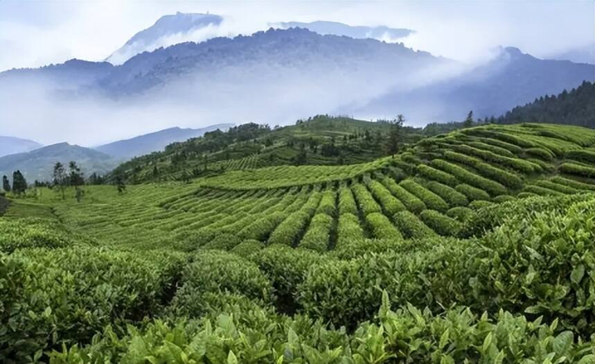 谷雨节气养生从喝茶开始，老茶客：多喝这几种茶，养生又健康