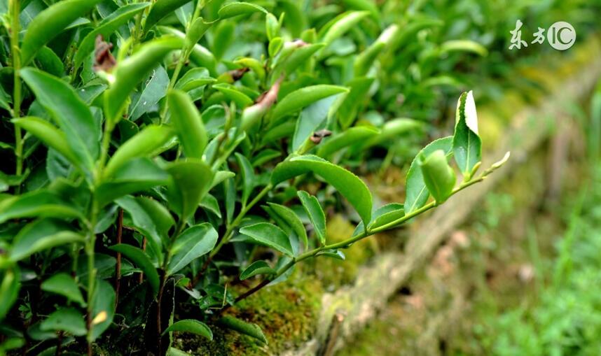 没想乌龙茶大省福建也产绿茶，只不过尴尬了，相当多福建人不知道