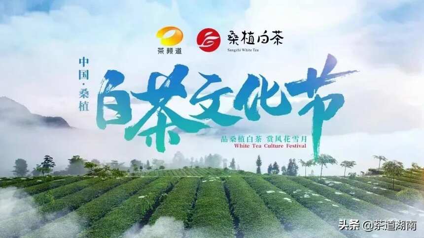 2021首届中国桑植白茶文化节隆重开幕