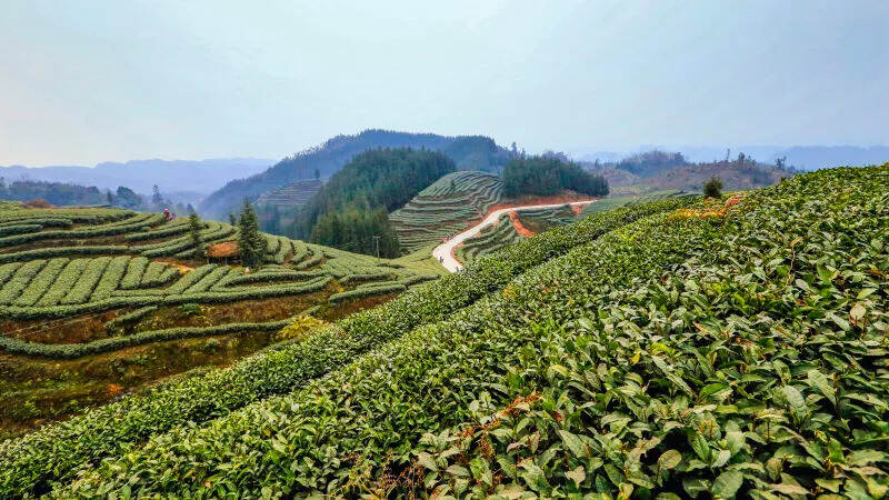 「藏茶文化」雅安—人工栽培茶树最早的地区之一