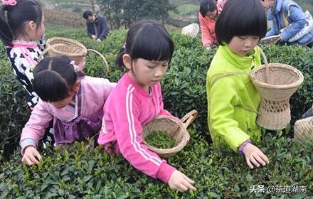 茶旅融合带动村民就近增收致富