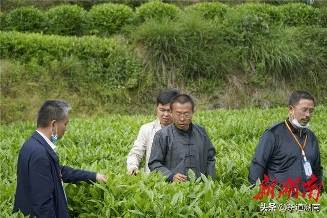 茶界专业人士考察吉首湘西黄金茶产业