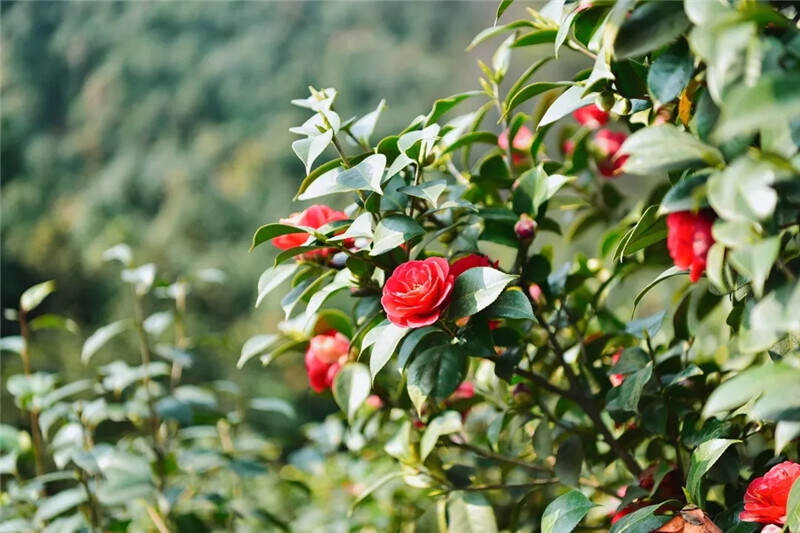 打卡4000亩蒙顶山茶核心区保护茶园，赏千亩山茶花园