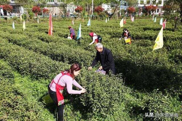 湖南沩山第三届茶旅文化节开幕