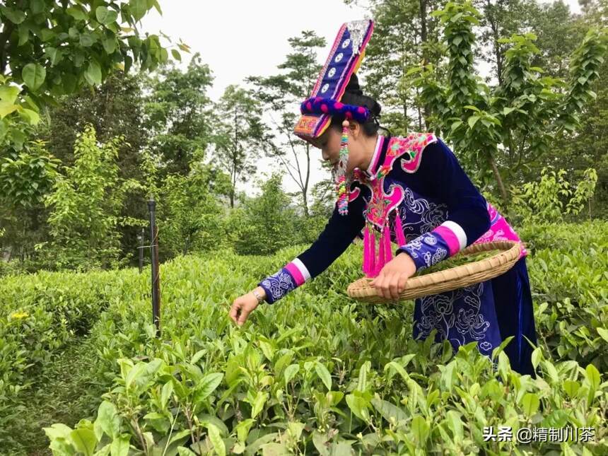 赏大禹门前树，品北川苔子茶，谋茶产业发展