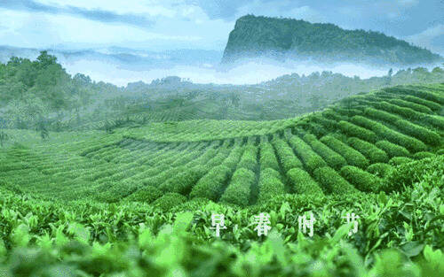 小茶叶：撑起山区脱贫致富的“大脊梁”