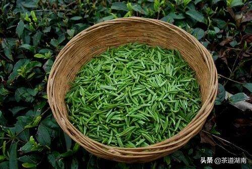 百茶百味 | 张天福选址的茶场，诞生西湖龙井的贵州“私生子”