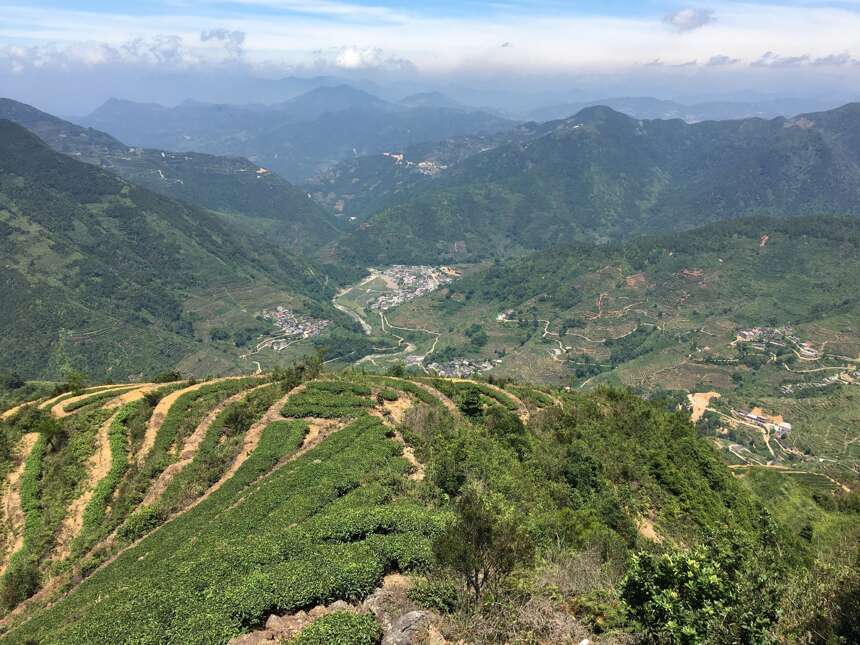 千米高山之巅，探寻安溪最具特色的肉桂茶叶基地