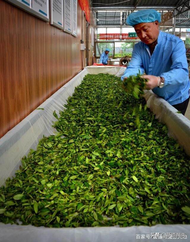 小河野生茶生产正当时