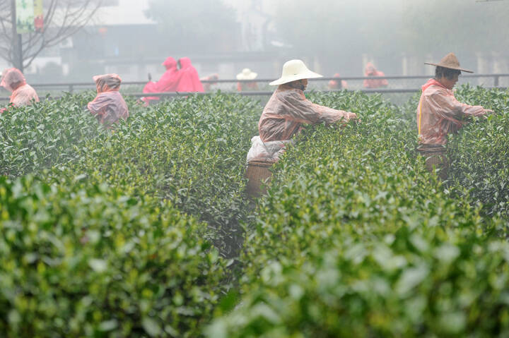 为何茶农明知“雨水青”茶叶品质不佳，仍坚持上山采茶？