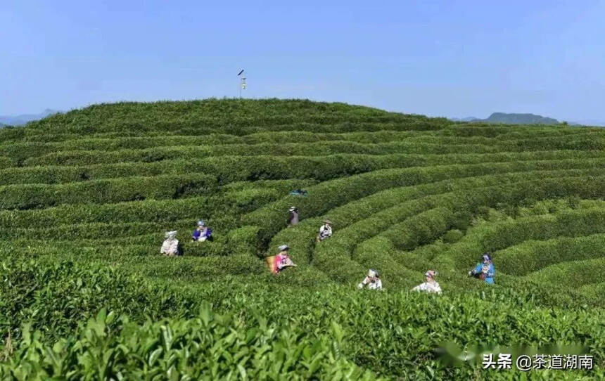 茶香弥漫武陵山--湘西自治州打造百万亩茶园、百亿元茶产业纪实