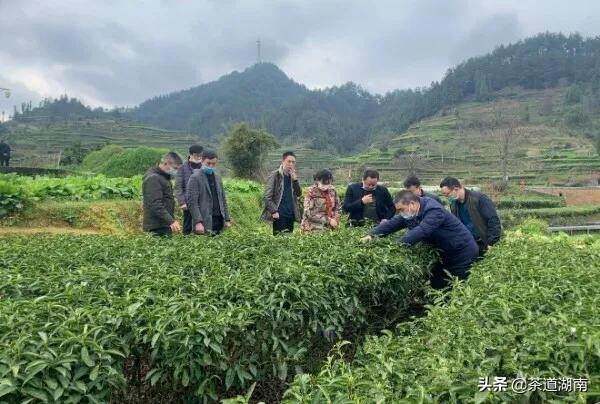湖南省农科院茶叶所专家赴吉首调研指导春季新茶生产