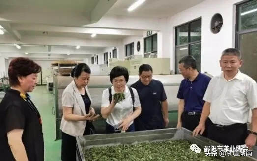湖南省千亿茶产业高质量发展调研组深入邵阳调研指导茶产业发展