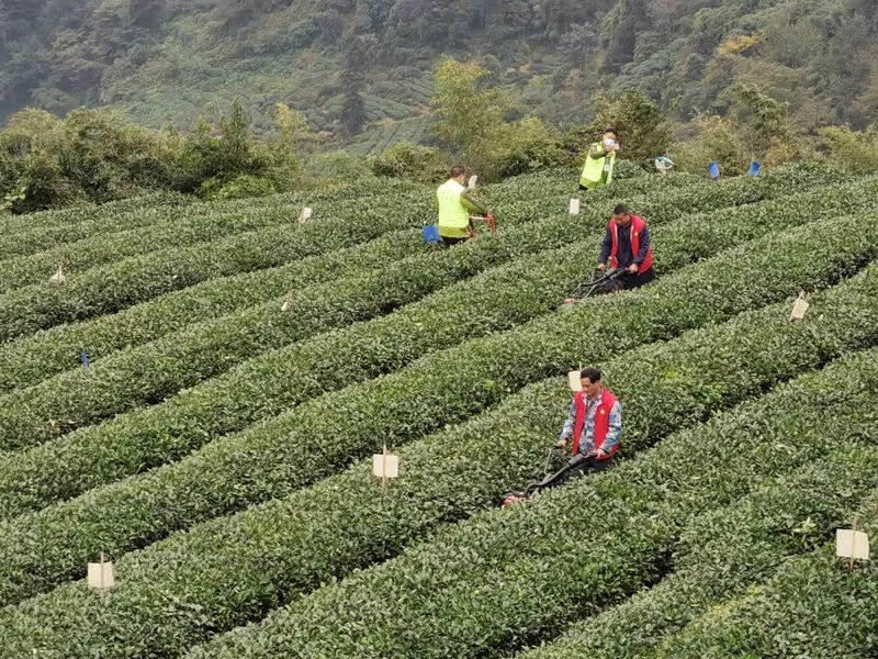 名山：中国重要农业文化遗产蒙顶山茶核心区原真性保护正式启动