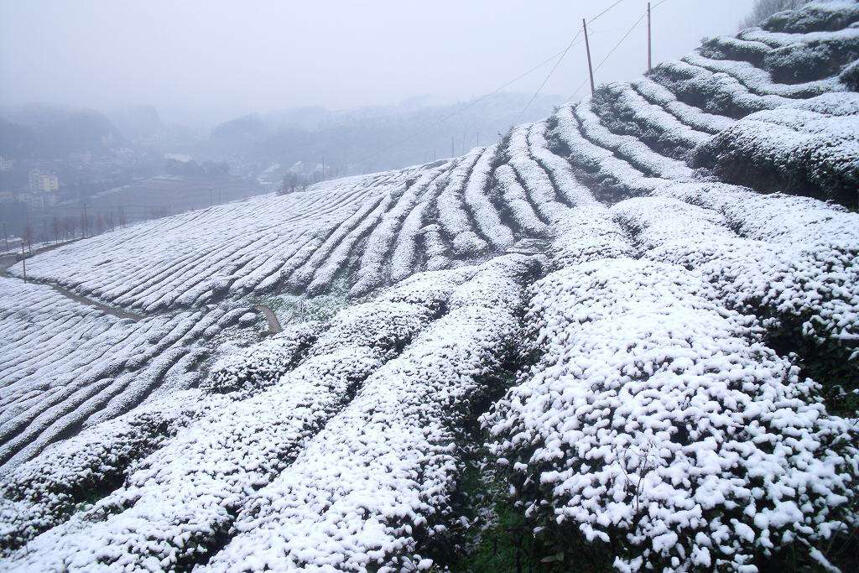 有一种美叫茶山雪景……