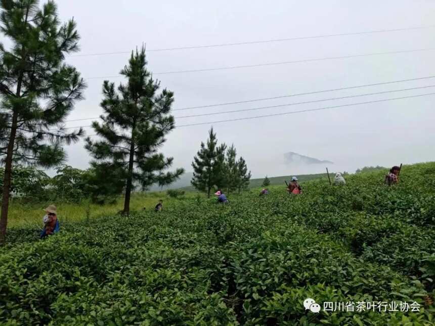四川省茶叶行业协会一行调研广安茶产业发展规划