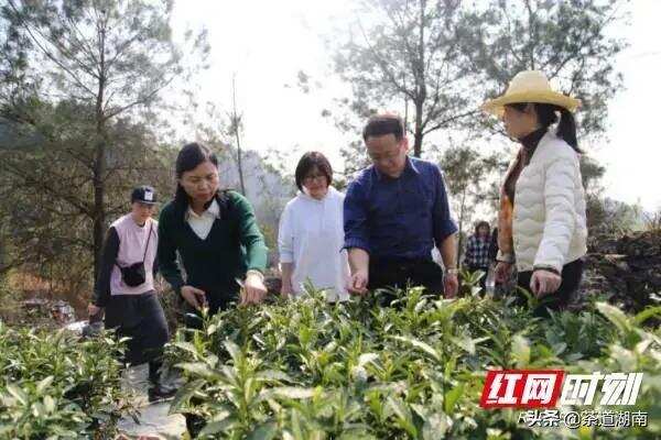 湘西州春茶干茶产量预计超过3500吨 产值超23亿元