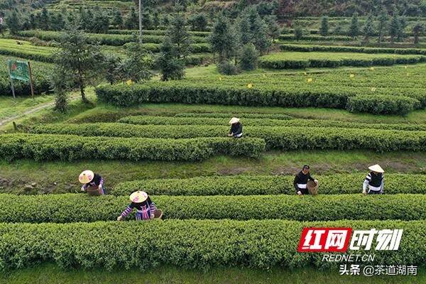 常宁茶香产业壮丨党员干部带头发展茶产业 鼓起村民“钱袋子”